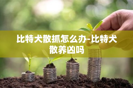 比特犬散抓怎么办-比特犬散养凶吗