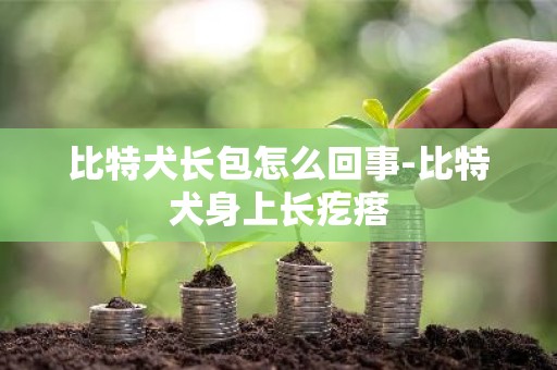 比特犬长包怎么回事-比特犬身上长疙瘩