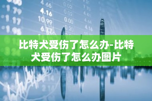 比特犬受伤了怎么办-比特犬受伤了怎么办图片